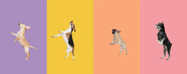 Kunstcollage aus lustigen fliegenden Hunden unterschiedlicher Rassen, die auf buntem Studiohintergrund hoch hinaus springen. — Stockfoto