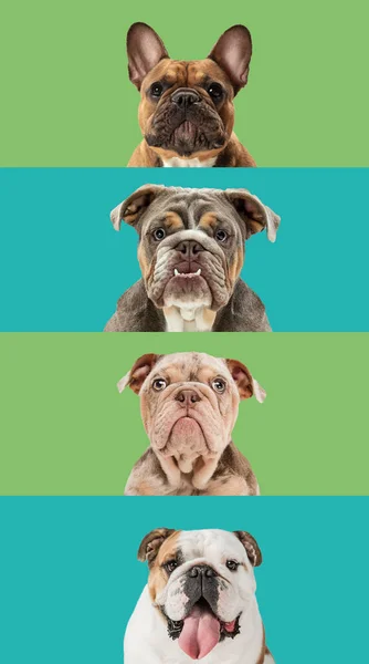 Umělecká koláž z legračních psů různých plemen na vícebarevném pozadí studia. — Stock fotografie