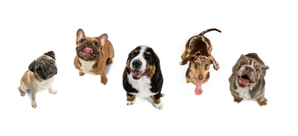 Collage de arte hecho de perros divertidos diferentes razas posando aislado sobre fondo de estudio blanco. — Foto de Stock