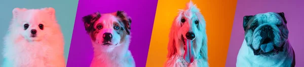 在霓虹灯下的彩色摄影棚背景上，由不同品种的滑稽狗组成的艺术拼贴. — 图库照片