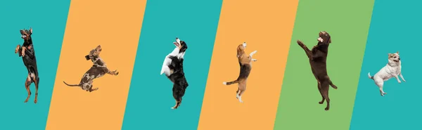 Искусство коллаж из смешных летающих собак различных пород прыжки высоко на многоцветный студийный фон. — стоковое фото