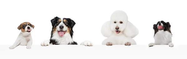 Κολάζ τέχνης από αστεία σκυλιά διαφορετικές φυλές θέτουν απομονωμένη πάνω από λευκό φόντο στούντιο. — Φωτογραφία Αρχείου