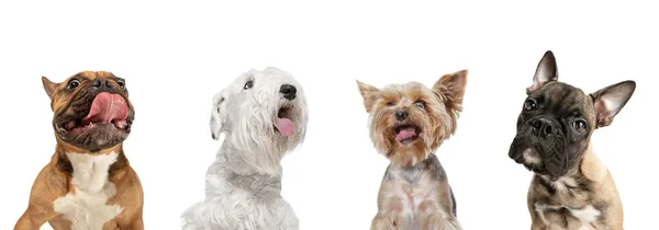 Крупним планом чотири милі собаки різних порід позують ізольовані на білому фоні студії. Колаж — стокове фото