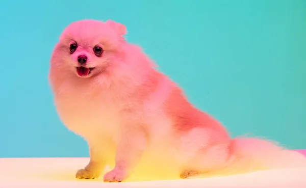 Portrait of sweet little Spitz dog isolated on blue studio background in neon light. Concept of beauty, domestic animal, care. — Fotografia de Stock