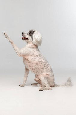 Portrait of cute little Chinese Crested Dog isolated on white studio background. Concept of beauty, domestic animal, care.