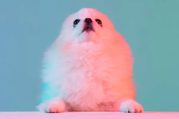 Portrait of sweet little Spitz dog isolated on blue studio background in neon light. Concept of beauty, domestic animal, care. — стоковое фото