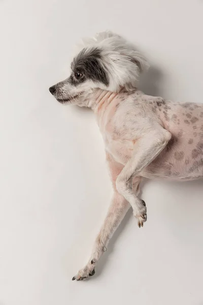 Cropped portrait of beuatiful Chinese Crested Dog isolated on white studio background. Concept of beauty, domestic animal, care. Flyer — Stock fotografie