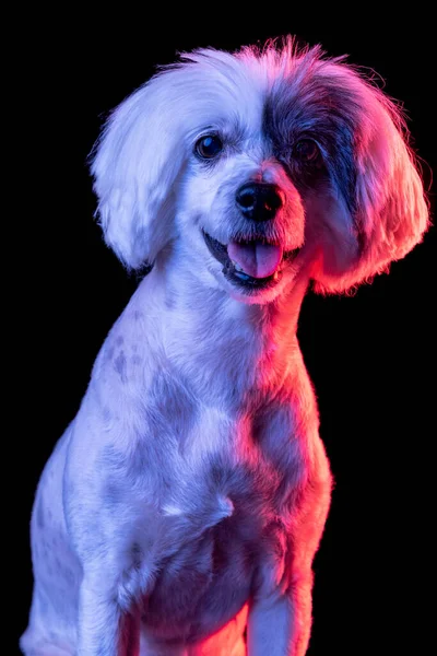 Close-up portrait of beuatiful dog isolated on black studio background in pink neon light. Concept of beauty, domestic animal. — стоковое фото