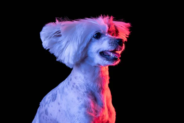 Close-up portrait of beuatiful dog isolated on black studio background in pink neon light. Concept of beauty, domestic animal. — Foto Stock