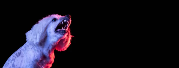 Portrait of beuatiful dog isolated on black studio background in pink neon light. Concept of beauty, domestic animal. — 스톡 사진