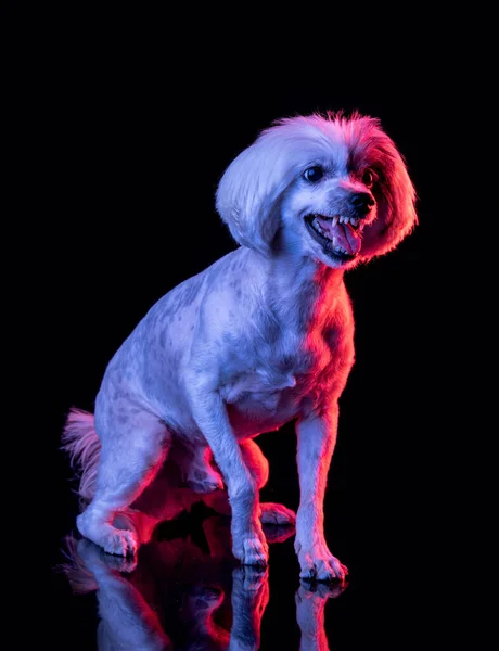 Portrait of beuatiful dog isolated on black studio background in pink neon light. Concept of beauty, domestic animal. — Stock fotografie