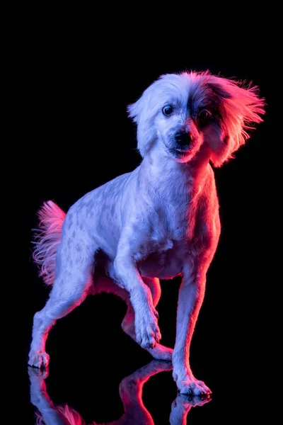 Full length portrait of beuatiful Chinese Crested Dog isolated on black studio background in pink neon light. Concept of beauty, domestic animal. — 图库照片