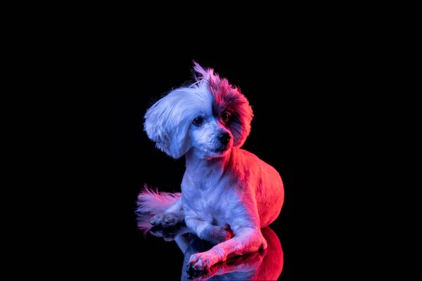 Portrait of beuatiful Chinese Crested Dog isolated on black studio background in pink neon light. Concept of beauty, domestic animal. — Stock fotografie