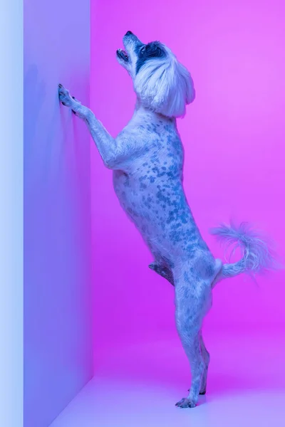 Portrait of cute little Chinese Crested Dog posing isolated on pink studio background in neon light. Concept of beauty, domestic animal, care. — стокове фото