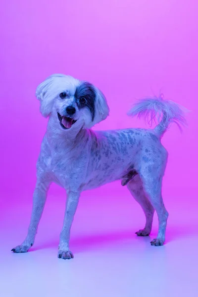 Portrait of cute little Chinese Crested Dog posing isolated on pink studio background in neon light. Concept of beauty, domestic animal, care. — стоковое фото