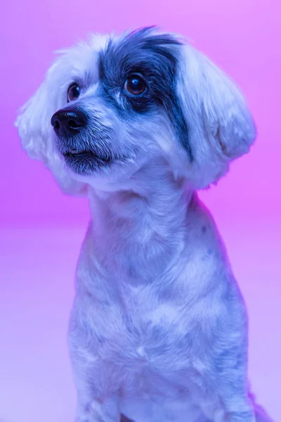 Close-up cute little Chinese Crested Dog isolated on pink studio background in neon light. Concept of beauty, domestic animal, care. — 图库照片