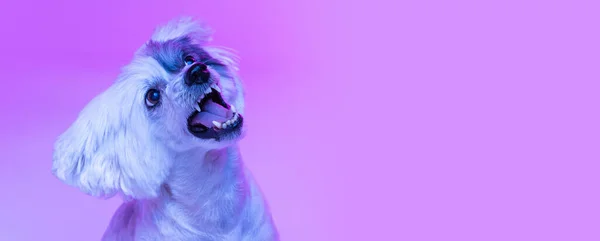 Close-up cute little dog isolated on pink studio background in neon light. Concept of beauty, domestic animal, care. — стоковое фото