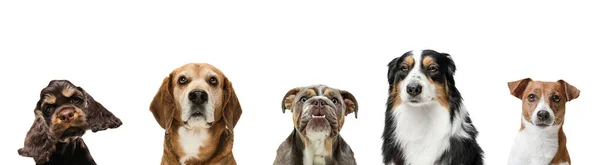 Art collage made of funny dogs different breeds posing isolated over white studio background. — Stock Photo, Image