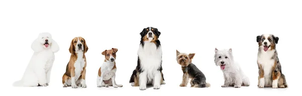 Art collage gemaakt van grappige honden verschillende rassen poseren geïsoleerd over witte studio achtergrond. Kijk blij, blij. — Stockfoto