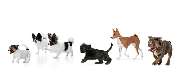 Art collage made of funny dogs different breeds posing isolated over white studio background. — Stock Photo, Image