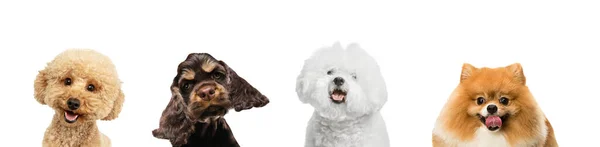 Art collage made of funny dogs different breeds posing isolated over white studio background. — Stock Photo, Image