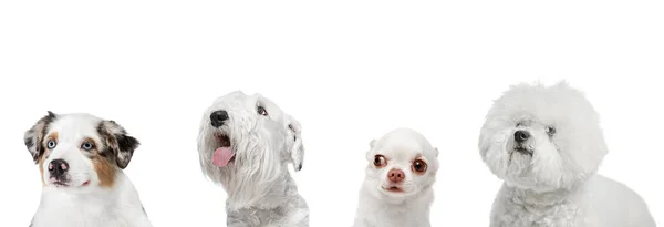 Collage de arte hecho de perros divertidos diferentes razas posando aislado sobre fondo de estudio blanco. —  Fotos de Stock