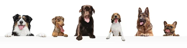 Art collage made of funny dogs different breeds posing isolated over white studio background. — Stock Photo, Image