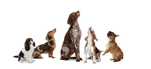 Colagem de arte feita de cães engraçados raças diferentes posando isolado sobre fundo estúdio branco. — Fotografia de Stock