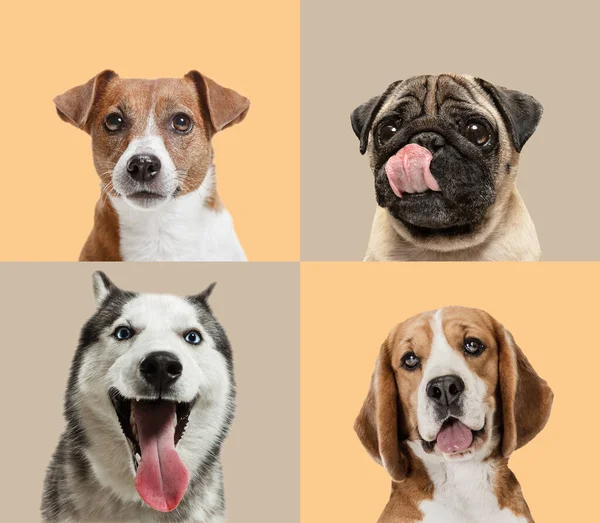 Collage de arte hecho de perros divertidos diferentes razas en fondo de estudio multicolor. — Foto de Stock