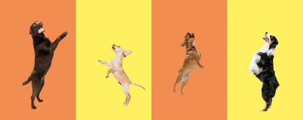 Collage de arte hecho de perros divertidos diferentes razas en fondo de estudio multicolor. —  Fotos de Stock