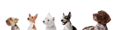 Garip köpeklerden yapılmış sanat kolajı beyaz stüdyo arka planında izole edilmiş farklı türler..