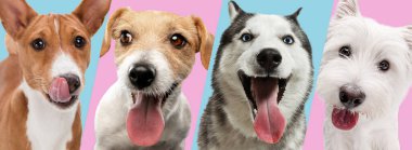 Komik köpeklerden yapılmış sanat kolajı. Stüdyo arka planında farklı türler..