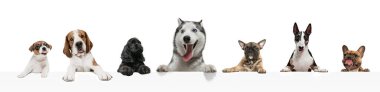 Garip köpeklerden yapılmış sanat kolajı beyaz stüdyo arka planında izole edilmiş farklı türler..