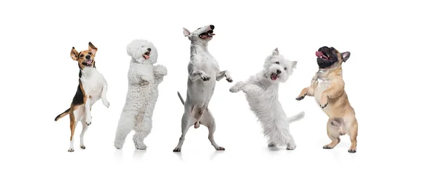 面白い犬で作られたアートコラージュ異なる品種は、白いスタジオの背景に隔離されたポーズ. — ストック写真