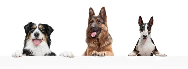 Colagem de arte feita de cães engraçados raças diferentes posando isolado sobre fundo estúdio branco. — Fotografia de Stock