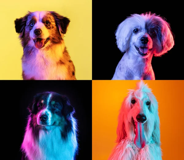 在霓虹灯下的彩色摄影棚背景上，由不同品种的滑稽狗组成的艺术拼贴。运动的概念,动作,宠物的爱,动物的生活.看起来很高兴很高兴. — 图库照片