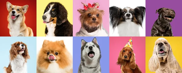 Colagem de arte feita de cães engraçados raças diferentes em fundo estúdio multicolorido. — Fotografia de Stock