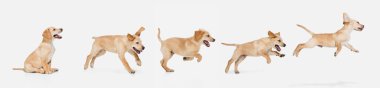 Beyaz stüdyo arka planında izole edilmiş komik köpekten yapılmış sanat kolajı.