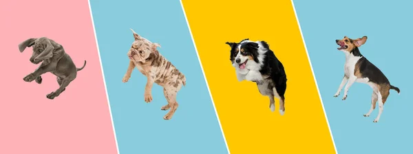 다채 로운 배경의 다양 한 색깔의 스튜디오 배경 위에서 서로 다른 품종으로 우스운 개들로 만들어 진 미술 콜라주. — 스톡 사진