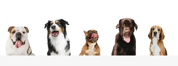 Art collage made of funny dogs different breeds posing isolated over white studio background. — Stock Photo, Image