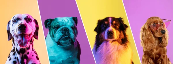 Art collage made of funny dogs different breeds on multicolored studio background in neon light. Concept of motion, action, pets love, animal life. Look happy, delighted.