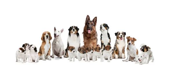 Colagem de arte feita de cães grandes e pequenos raças diferentes posando isolado sobre fundo estúdio branco. — Fotografia de Stock