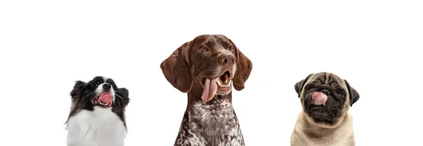 Collage de tres perros divertidos diferentes razas posando aislados sobre fondo de estudio blanco. — Foto de Stock