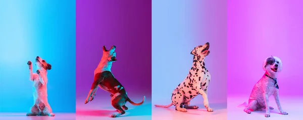 在霓虹灯下的彩色摄影棚背景上，由不同品种的滑稽狗组成的艺术拼贴。运动的概念,动作,宠物的爱,动物的生活.看起来很高兴很高兴. — 图库照片