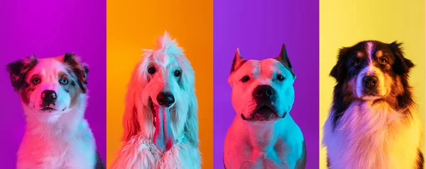 Art collage wykonane z zabawnych psów różnych ras na wielokolorowe tło studio w świetle neonu. Koncepcja ruchu, działania, miłości zwierząt domowych, życia zwierząt. Wyglądaj na szczęśliwą.. — Zdjęcie stockowe