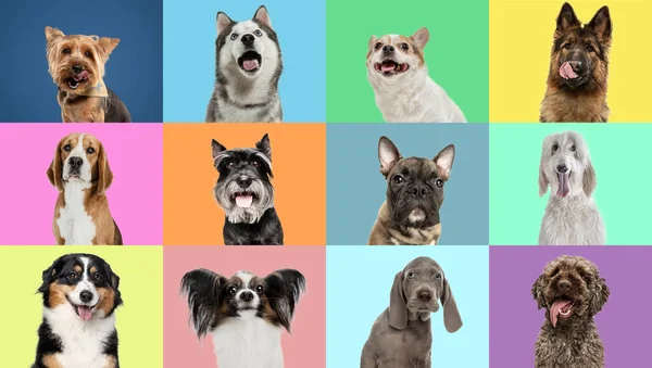 Κολάζ κατασκευασμένο από αστεία χαριτωμένα σκυλιά διαφορετικές φυλές σε πολύχρωμα στούντιο φόντο. — Φωτογραφία Αρχείου
