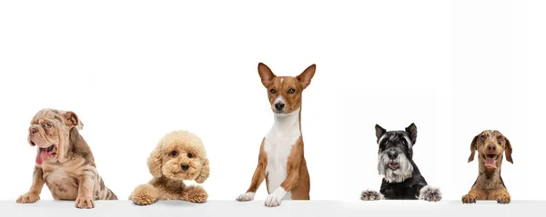 Colagem de arte feita de cães engraçados raças diferentes posando isolado sobre fundo estúdio branco. Pareces feliz, encantado. — Fotografia de Stock