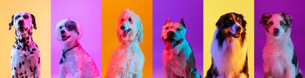 Art collage av 6 hundar olika raser på flerfärgad studio bakgrund i neon ljus. — Stockfoto