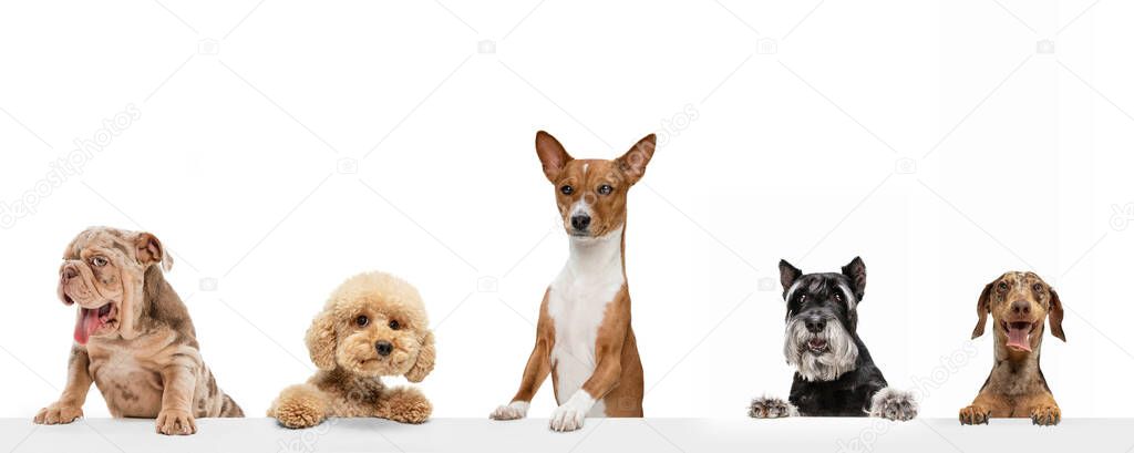 Art collage made of funny dogs different breeds posing isolated over white studio background. Look happy, delighted.