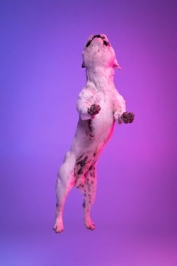 Saf köpek buldog sıçrayışının portresi stüdyo arka planında izole edilmiş neon eğimli pembe ışıkla.